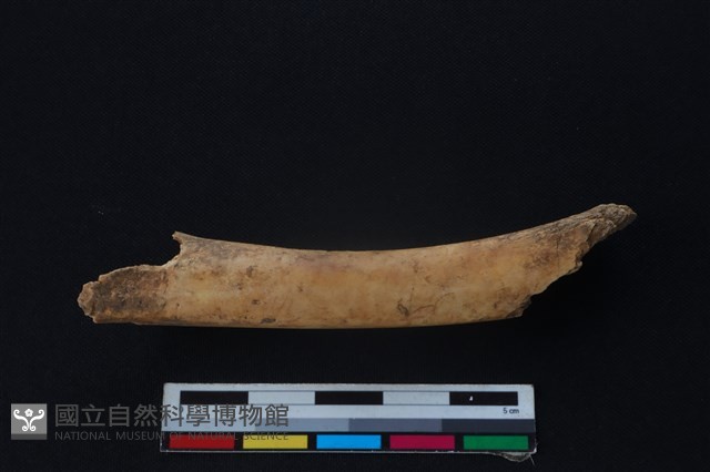 羌或獐骨藏品圖，第2張