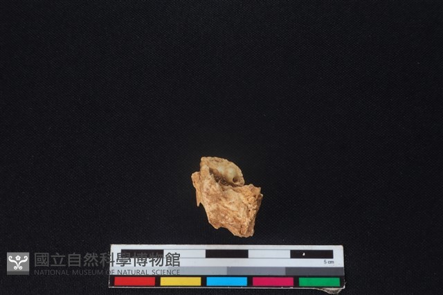 獐骨藏品圖，第2張