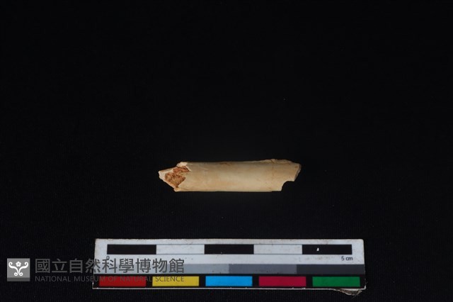 鳥綱骨藏品圖，第2張