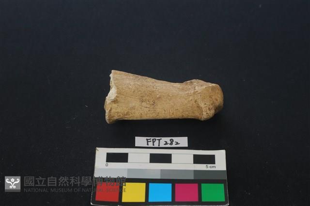 鹿骨藏品圖，第2張