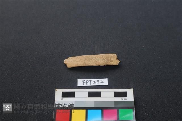 偶蹄類動物骨藏品圖，第2張