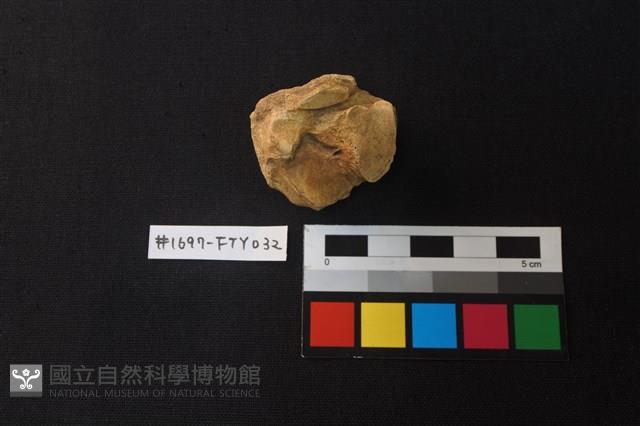 獸骨藏品圖，第2張