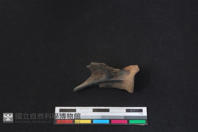 山羌骨藏品圖，第2張