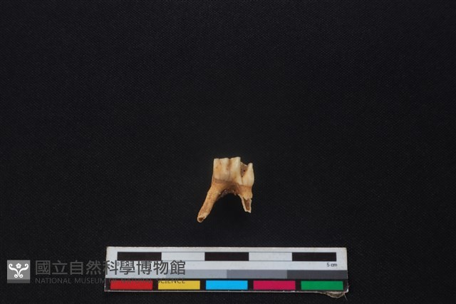 鹿骨藏品圖，第2張