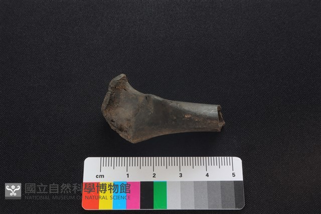 獐骨藏品圖，第2張