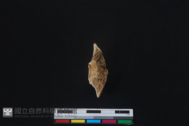 梅花鹿骨藏品圖，第2張