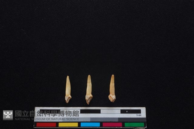 山羌骨藏品圖，第2張