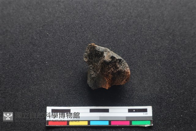 梅花鹿骨藏品圖，第2張