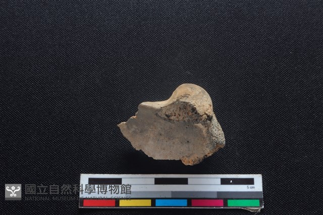 豬骨藏品圖，第2張