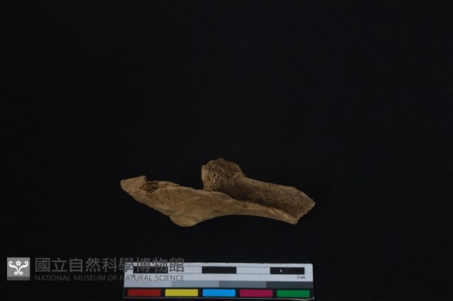 梅花鹿骨藏品圖，第2張