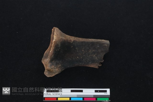 梅花鹿骨藏品圖，第2張