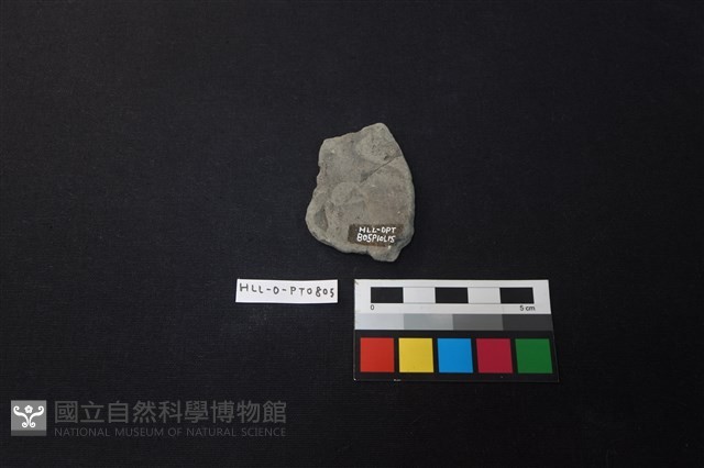 陶片藏品圖，第2張