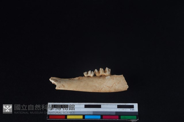 山羌骨藏品圖，第2張