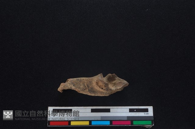 山羌骨藏品圖，第2張