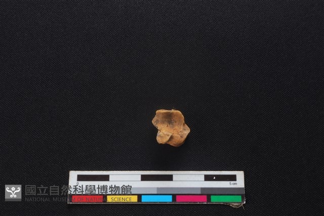 山羌骨藏品圖，第2張