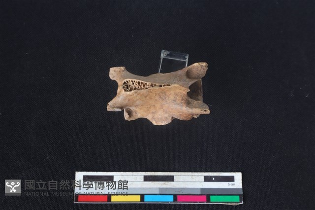 獐骨藏品圖，第2張