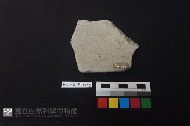 陶片藏品圖，第2張