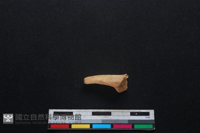 鹿科骨藏品圖，第2張
