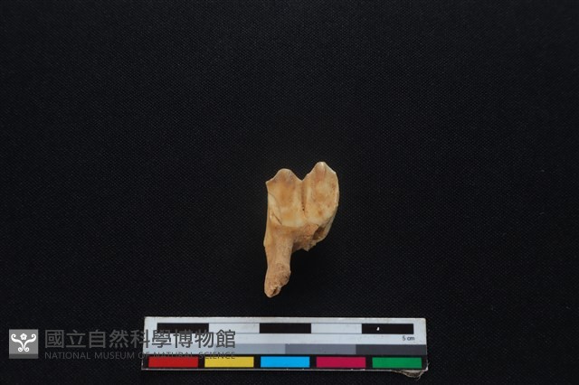 梅花鹿骨藏品圖，第2張