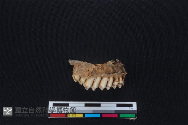 山羌骨藏品圖，第2張
