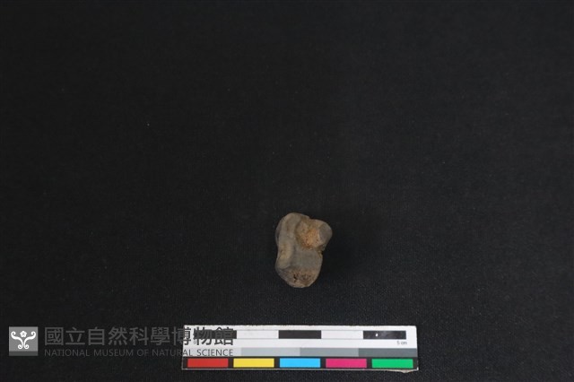 梅花鹿骨藏品圖，第2張