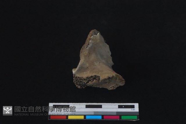 梅花鹿骨藏品圖，第2張