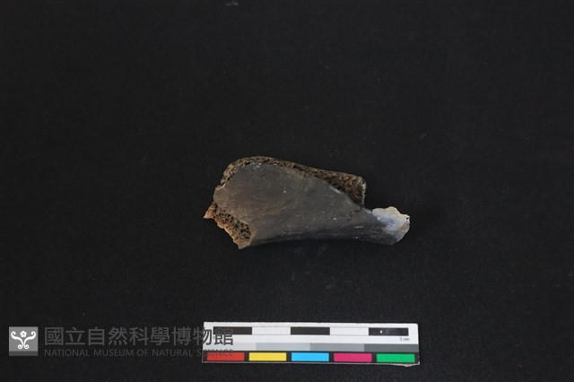 梅花鹿骨藏品圖，第2張