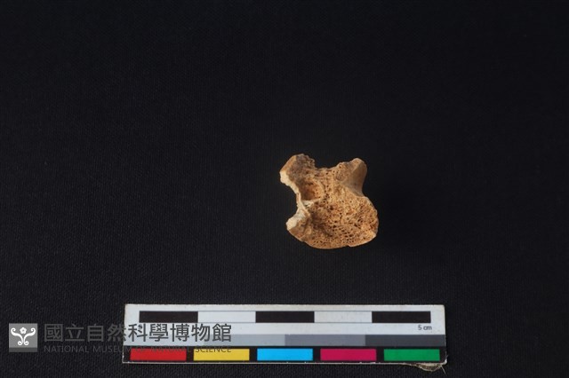 獐骨藏品圖，第2張