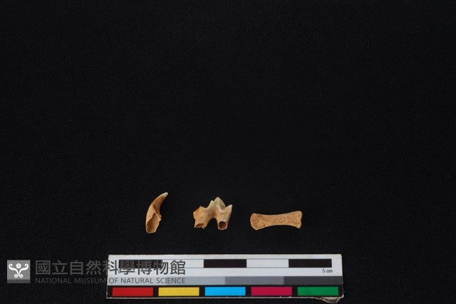 狗骨藏品圖，第2張