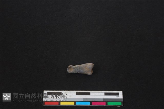鹿科骨藏品圖，第2張