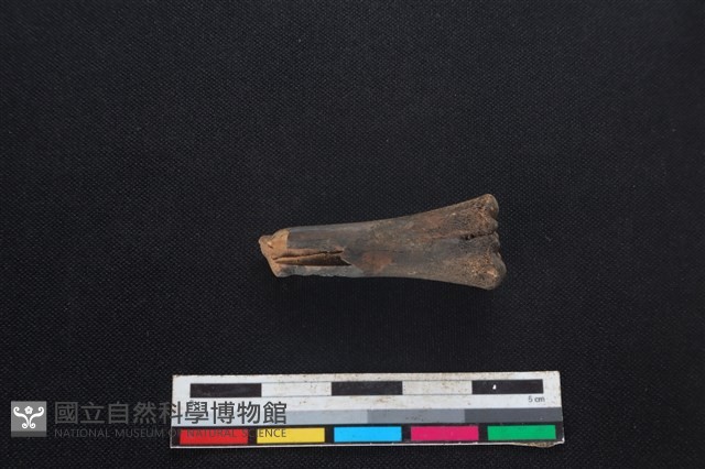 鹿科骨藏品圖，第2張