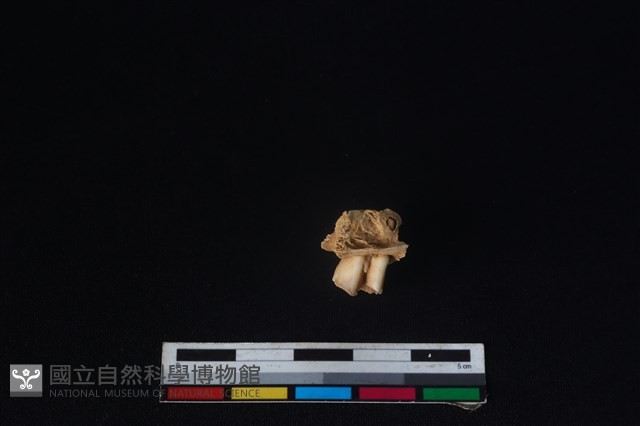 獐骨藏品圖，第2張