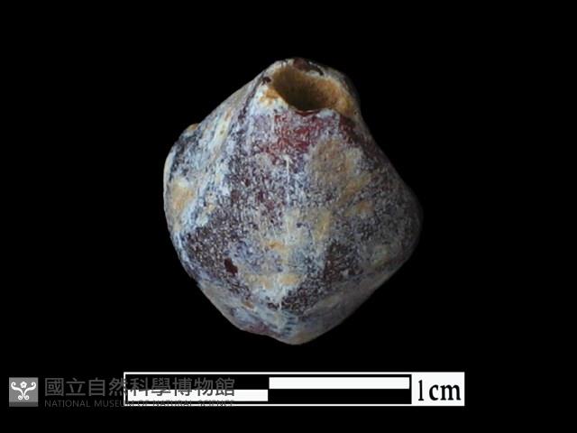 玻璃珠藏品圖，第2張