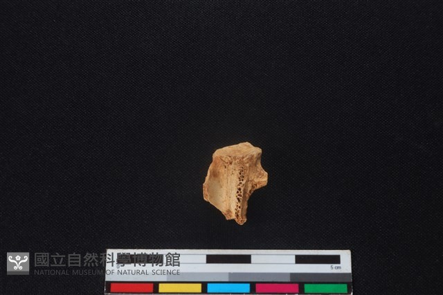 獐骨藏品圖，第2張