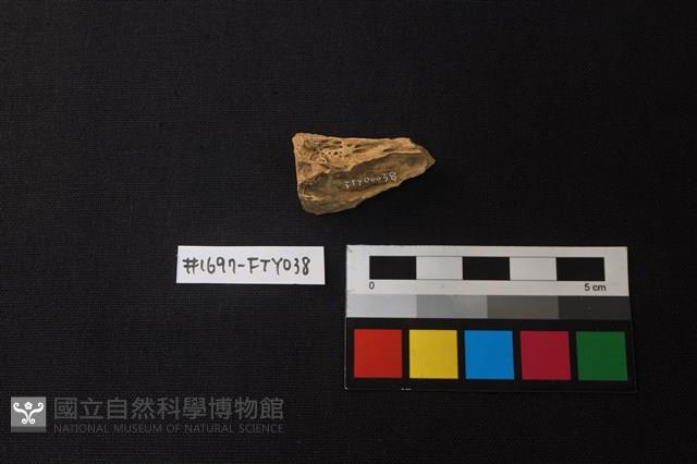 獸骨藏品圖，第2張