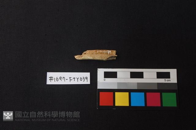 獸骨藏品圖，第2張