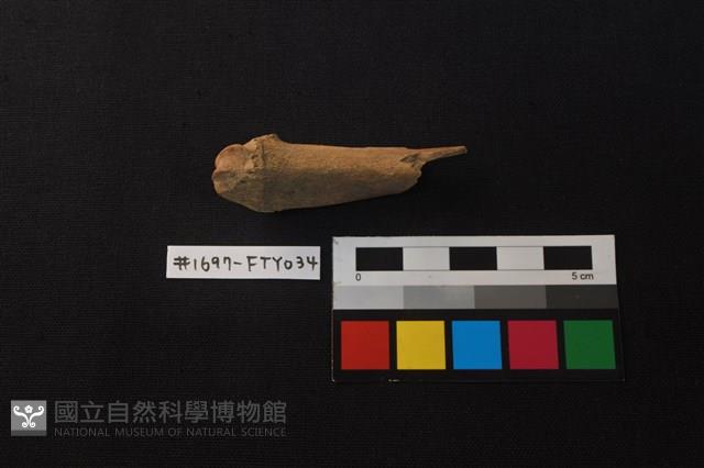 獸骨藏品圖，第2張