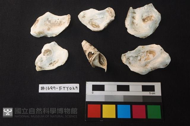 貝殼藏品圖，第2張