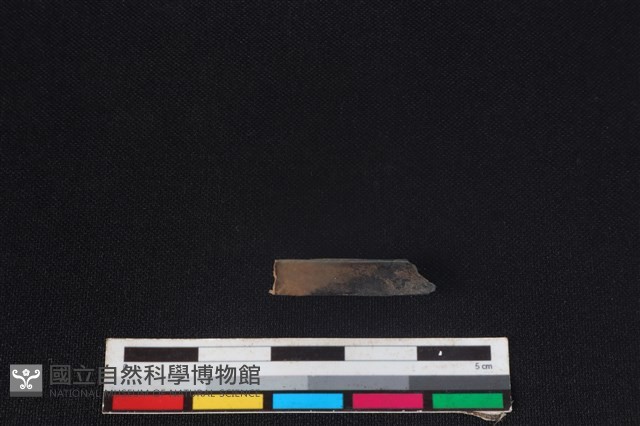 鹿科骨藏品圖，第2張