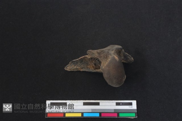 山羌骨藏品圖，第2張