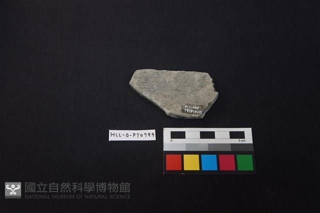 陶片藏品圖，第2張