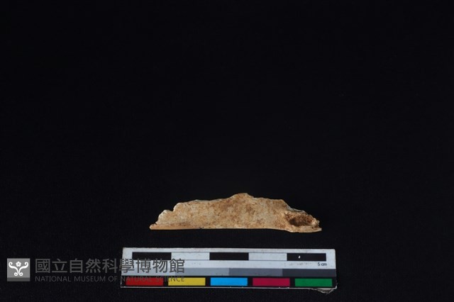獐骨藏品圖，第2張