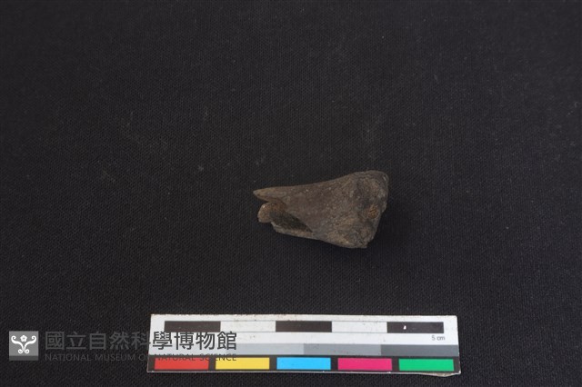 鹿科骨藏品圖，第2張