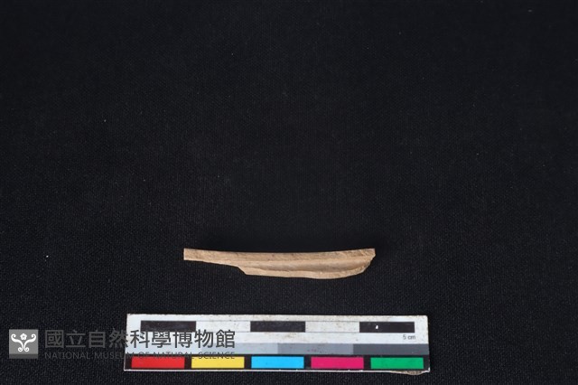 山羌骨藏品圖，第2張