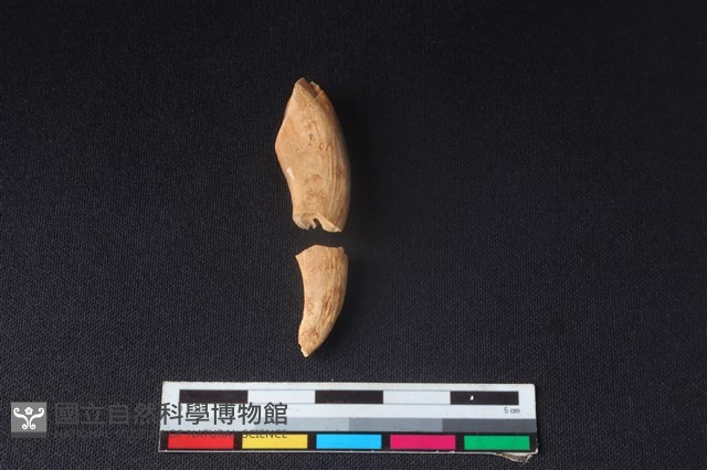 豬骨藏品圖，第2張