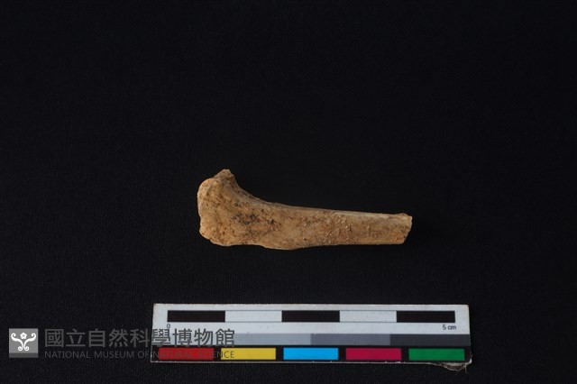 野兔骨藏品圖，第2張