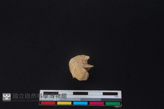 鹿骨藏品圖，第2張