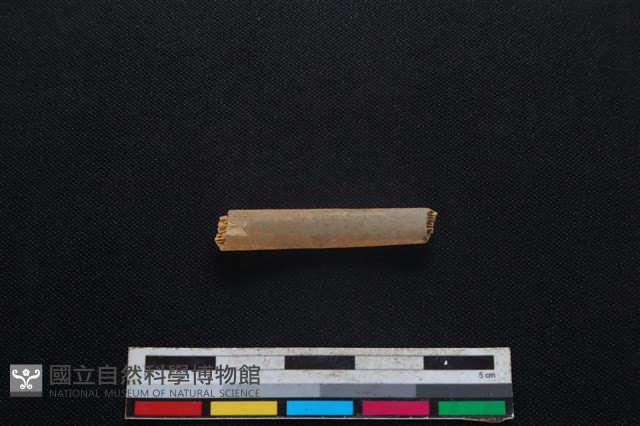 山羌骨藏品圖，第2張