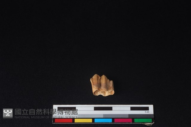 山羌骨藏品圖，第2張