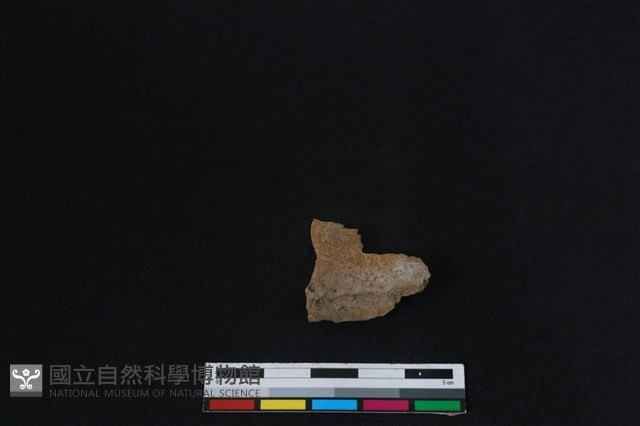 梅花鹿骨藏品圖，第2張